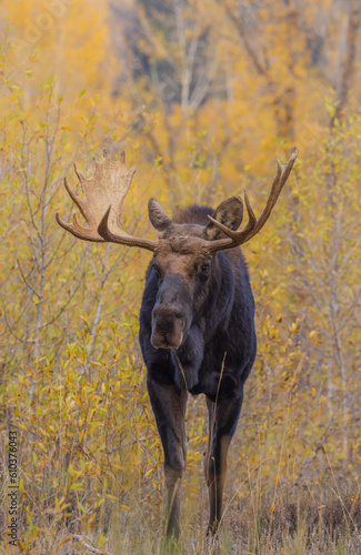 Bull Shiras Moose in Autumn in Wyoming