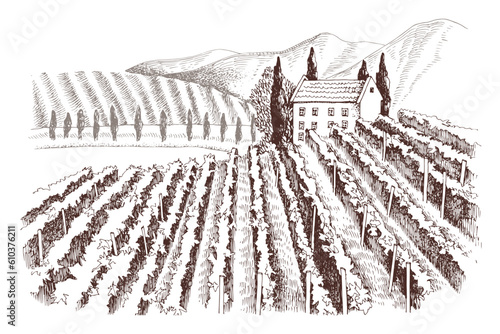 Hand drawn rustic vineyard landscape