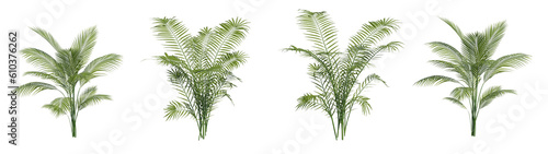 Set of Areca Palm houseplants with isolated on transparent background. PNG file  3D rendering illustration  Clip art and cut out