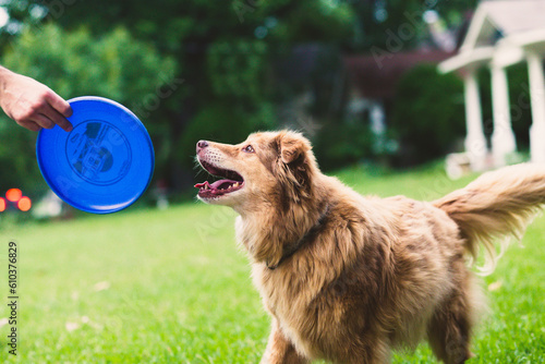 Dog happy to play frisbee outside