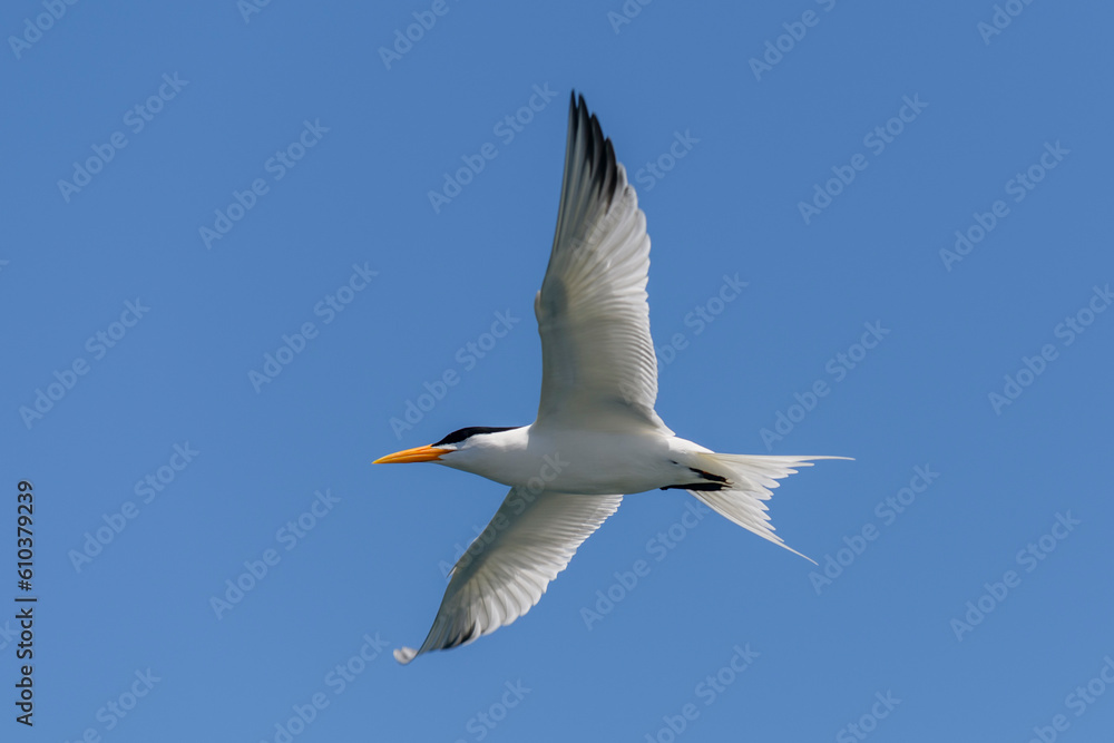 Royal tern. Sea bird flying. Seagull in the sky. Royal tern. Sea bird flying. Seagull in the sky.