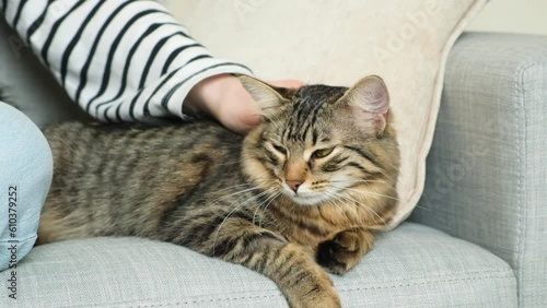 Wallpaper Mural A woman pets a cat. The relationship of the owner and pet, love and care. Torontodigital.ca