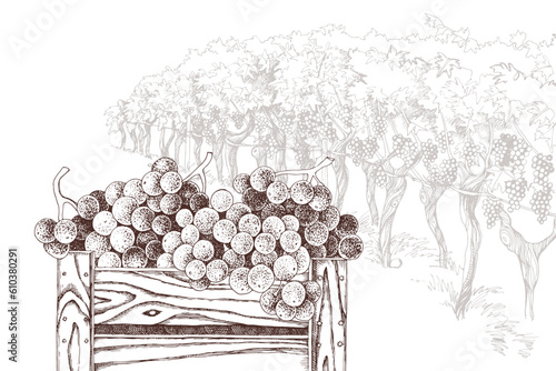 Sweet grapes in wooden crate at vineyard back