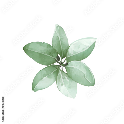 leaves isolated