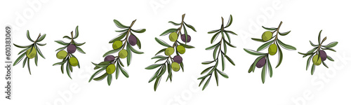 Branches of olive fruits with leaves. Vector illustration.