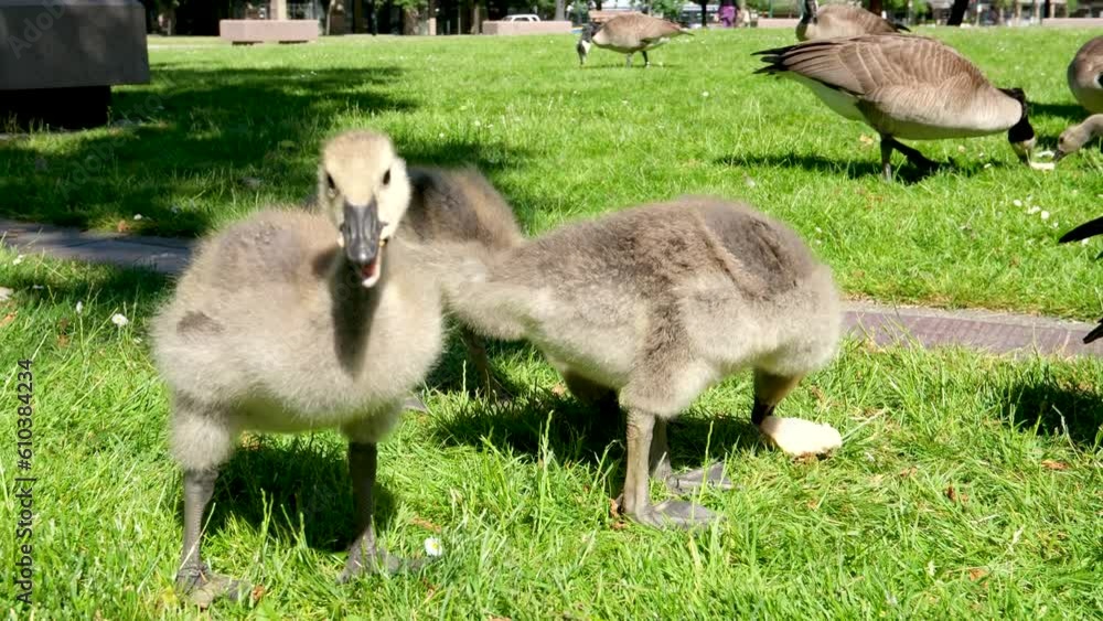 Can t feed birds in city someone throws big piece of bread to little