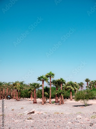 palm trees on the beach (ID: 610384200)