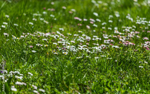meadow with white daisies