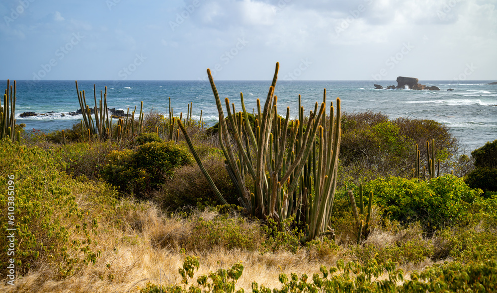 Coastal panorama in the “Savane des Pétrifications“ in South of Martinique (France) on the peninsula of Sainte-Anne with Organ pipe cactus (Stenocereus thurberi) and Atlantic Ocean on the horizon.