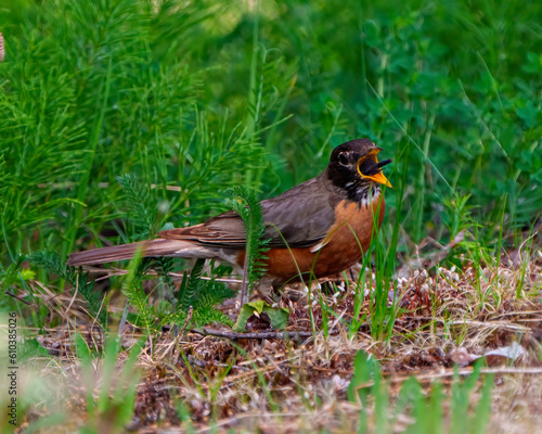 American Robin Photo and Image.  Standing on ground with a dragonfly in its beak with green background in its environment.