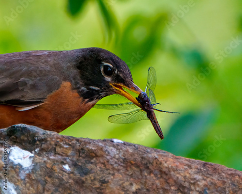 American Robin Photo and Image.  Head close-up side view, standing on a rock eating a dragonfly with green background in its environment.