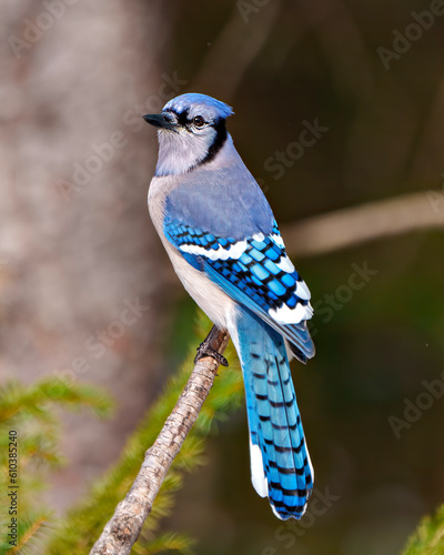 Obraz na plátne Blue Jay Photo and Image