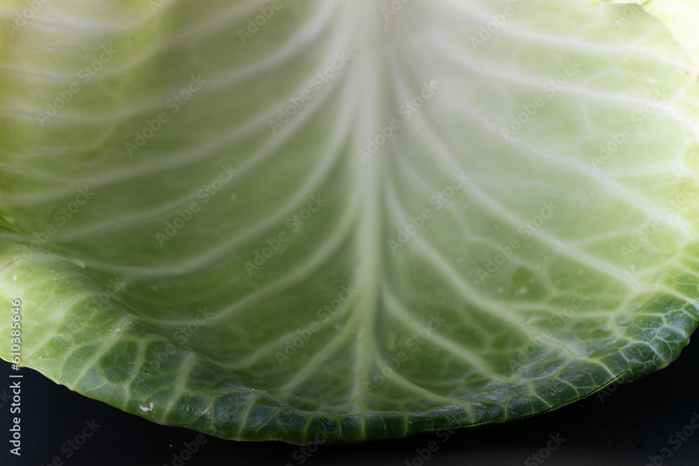 Fototapeta premium cabbage leaf in macro photography with its ramifications