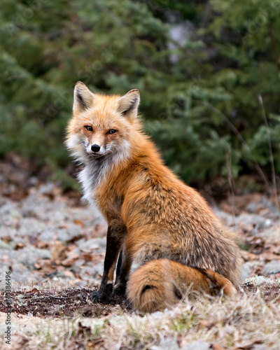 Red Fox Photo Stock. Fox Image. Sitting on white moss white a green background in the spring season displaying fox tail, fur, in its environment and habitat.