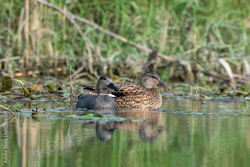 Gadwall or Mareca strepera observed in Gajoldaba in West Bengal, India