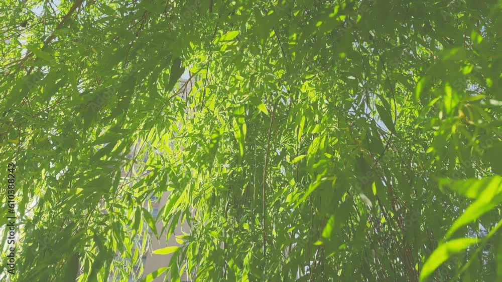 weeping willow canopy in the wind with sun rays weeping willow canopy in the wind with sun rays