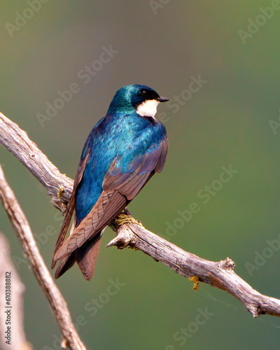 Swallow Photo and Image.  Rear view perched on a moss branch with colourful background in its environment and habitat. ©  Aline