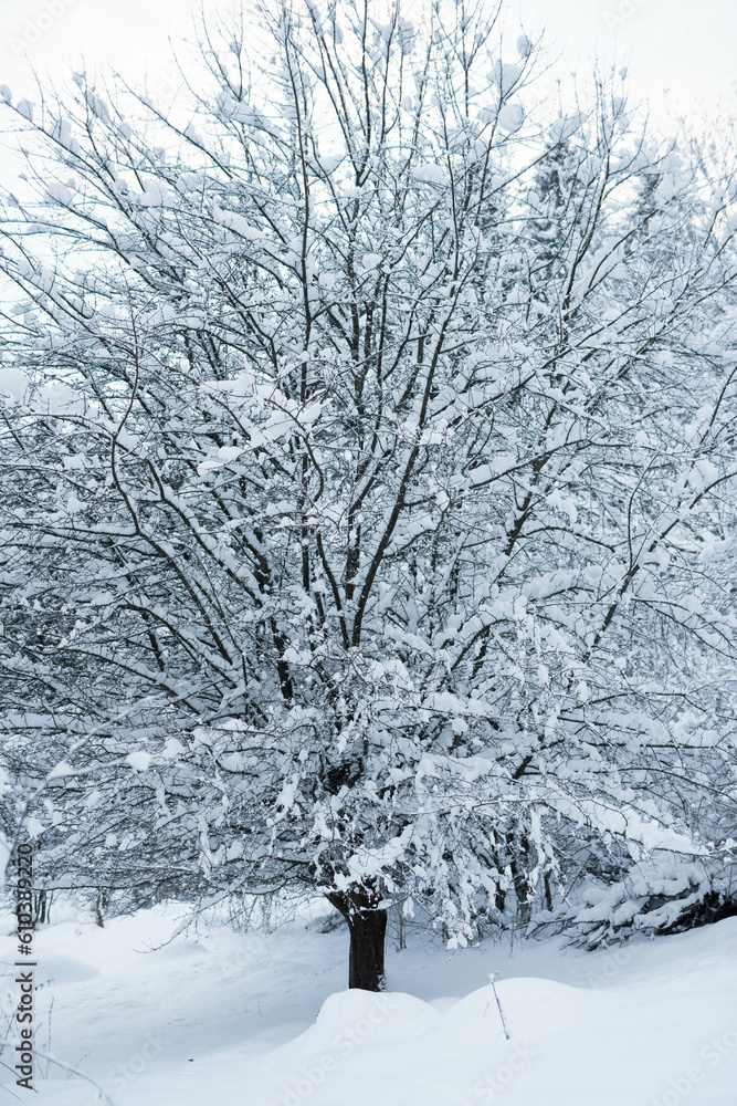 Fototapeta premium Winter forest covered by snow near city Liptovsky Mikulas.