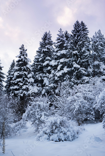 Winter forest covered by snow near city Liptovsky Mikulas.
