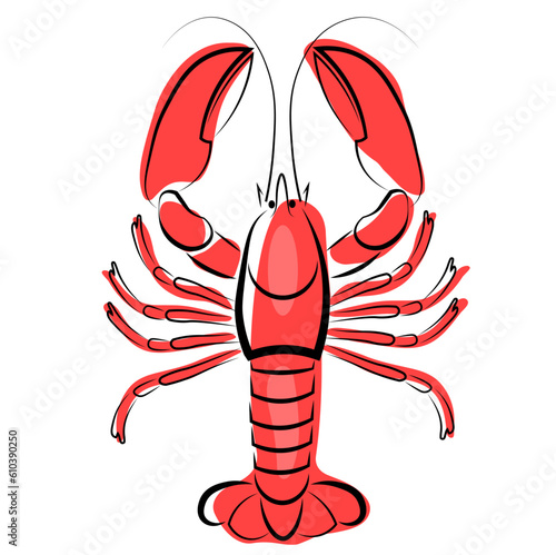 Red, boiled lobster on a white background
