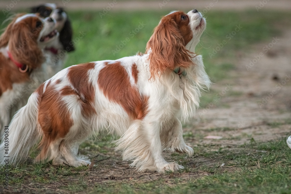 Beautiful purebred cavalier king charles spaniel playing in a summer park.