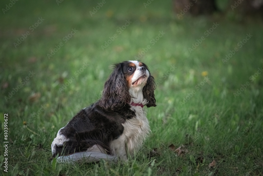 Beautiful purebred cavalier king charles spaniel playing in a summer park. Beautiful purebred cavalier king charles spaniel playing in a summer park.