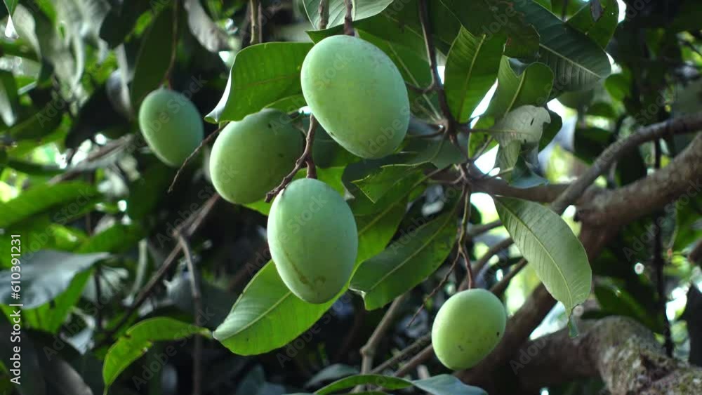 Green unripe mango fruits are hanging on the tree. Green fruit background. Closeup view. 4k video. Green unripe mango fruits are hanging on the tree. Green fruit background. Closeup view. 4k video.