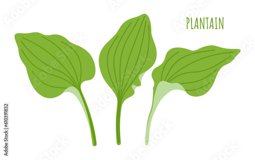 Plantain. A set of three green leaves of the medicinal herb plantain. Vector illustration isolated on white background.