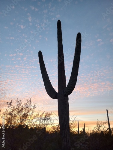 saguaro cactus at sunset