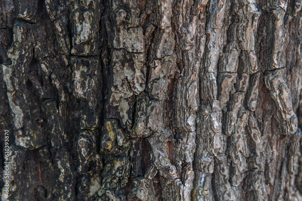 Bark close-up with unique patterns dark and light in color Bark close-up with unique patterns dark and light in color
