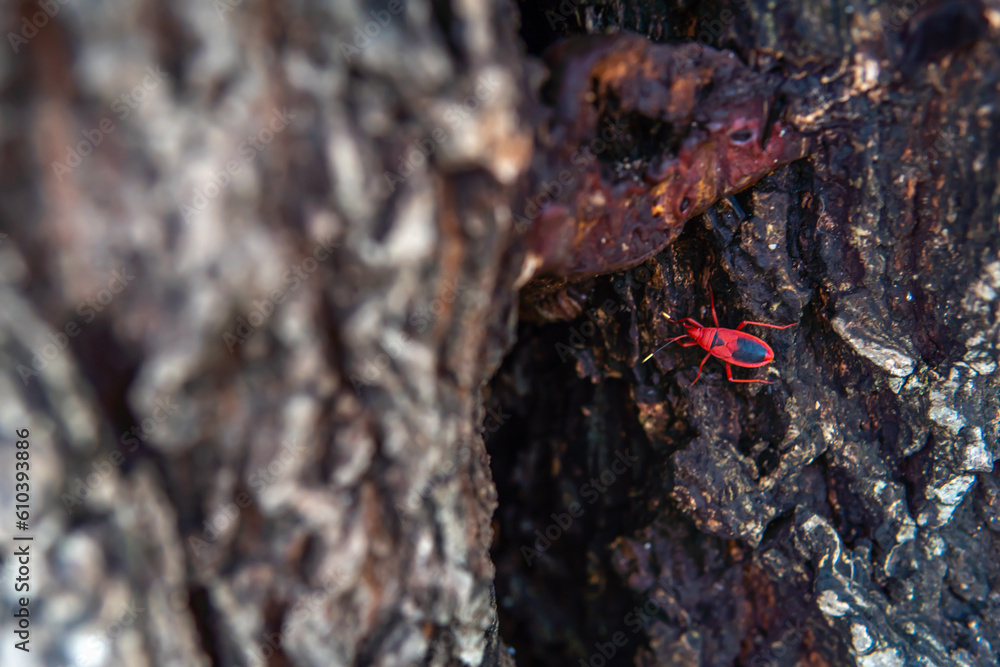 Pyrrhocoris apterus or Corizus hyoscyami that is commonly called as the plant bug with striking red and black color crawling on a tree trunk Pyrrhocoris apterus or Corizus hyoscyami that is commonly called as the plant bug with striking red and black color crawling on a tree trunk
