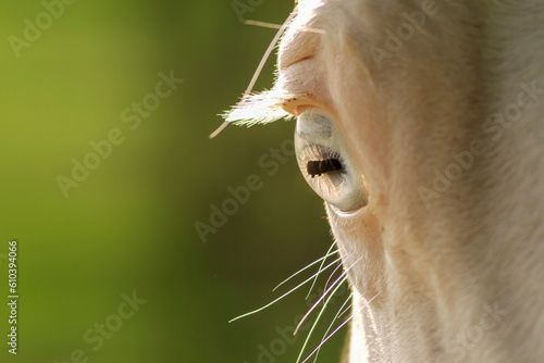 Detail of American Paint Horse stallion crystal blue eye