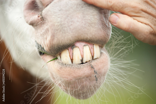 Hand on horse muzzle revealing Paint Quarter Horse stallion teeth