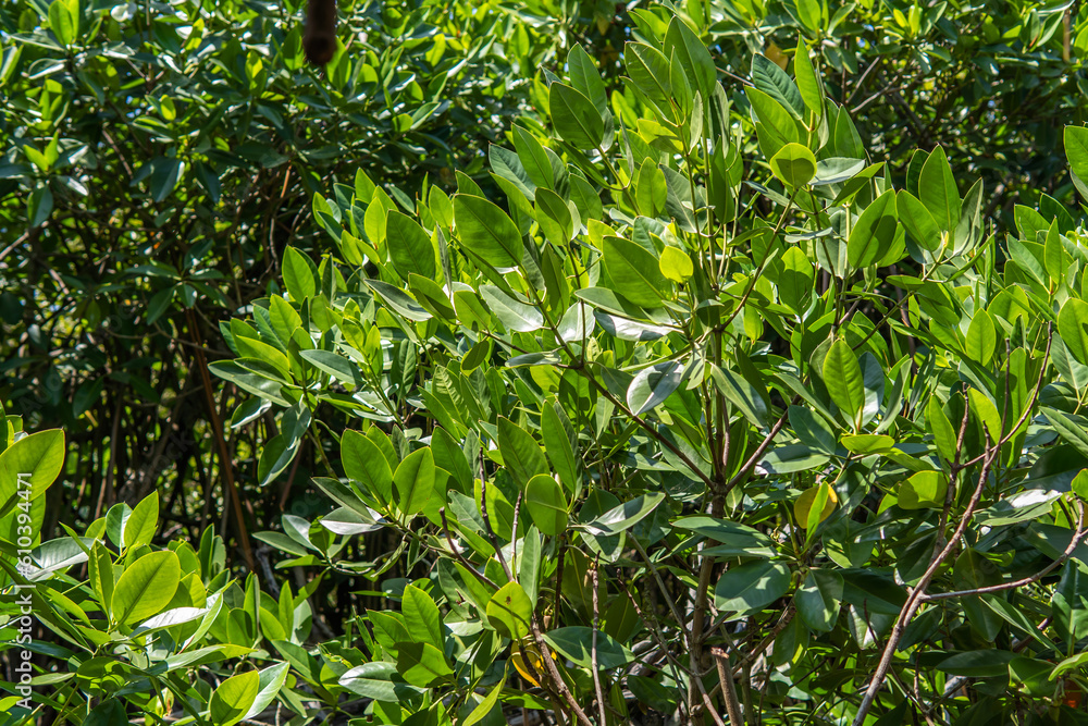 Mangrove forest leaves in canopy lit by sun on a bright day with bright leaves in front and darker leaves in the back Mangrove forest leaves in canopy lit by sun on a bright day with bright leaves in front and darker leaves in the back