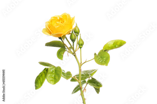 Rose flower and foliage