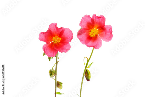 Two common rock roses