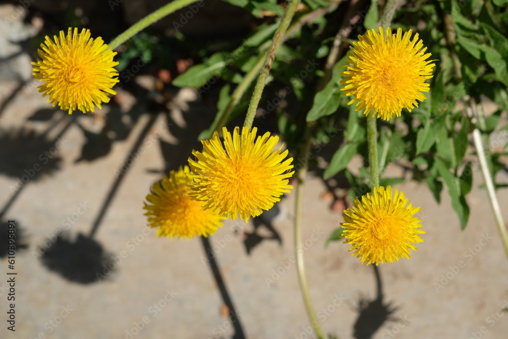 Fototapeta premium yellow dandelions