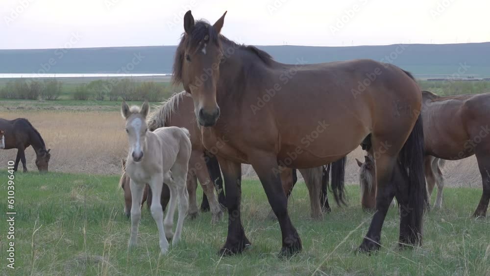 A herd of horses grazes through the pasture against the backdrop of mountains and a blue sky. A herd of horses grazes through the pasture against the backdrop of mountains and a blue sky.