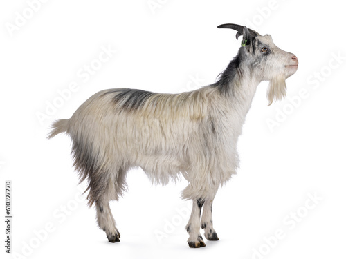 Sweet almost smiling white Dutch landrace goat, standing side ways. Head lifted up and looking up and away from camera. Isolated on a white background.