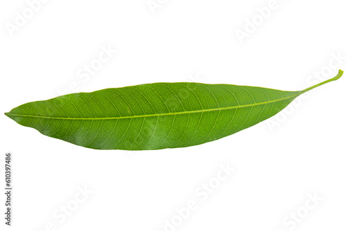A single, fresh and otganic mango leaf showcases its healthy stage in appearance and is recognized as a symbol of good health and well-being