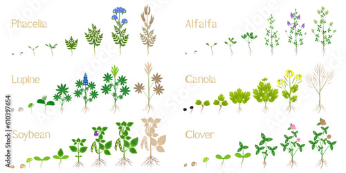Growth cycles of green manure plants on a white.