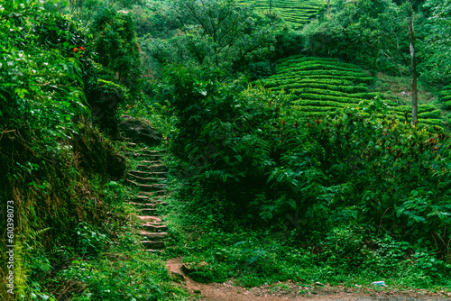 Stone steps going up a mountain trail like in the fairy tales during a rainy day with cloudy lighting the mountain tea plantation next to it

 photo