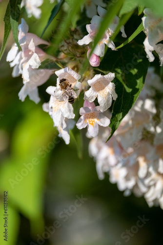 Biene Freude, Perlmuttstrauch / Kolwitzie photo