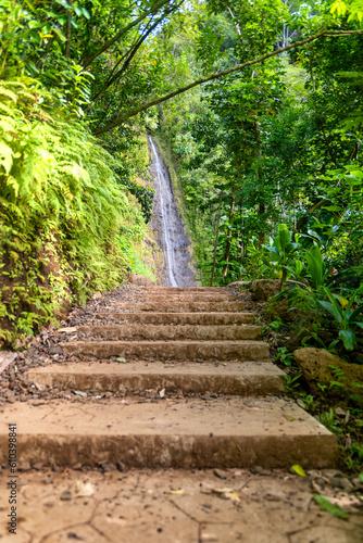 Steps towards the Manoa Waterfall in Honolulu  Hawaii