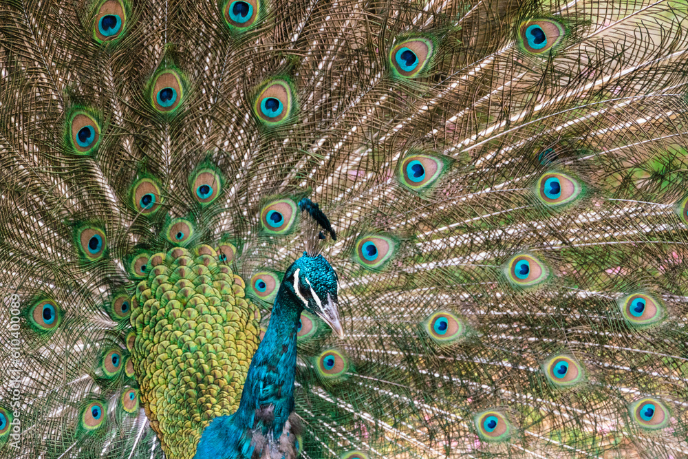 Obraz premium Peacock 