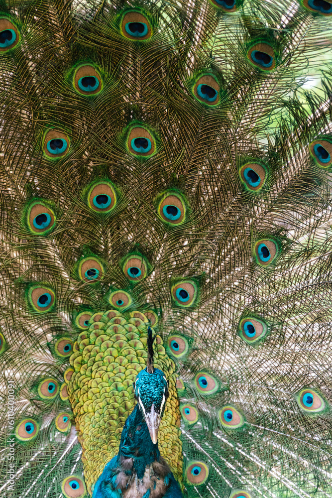 Obraz premium Peacock 