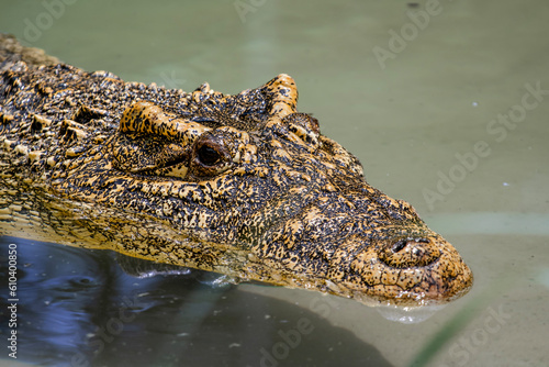 Close up of a Cuban crocodile