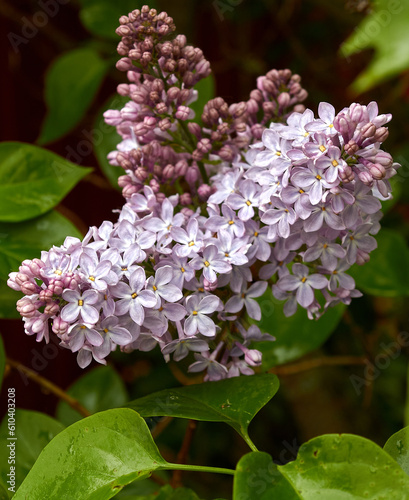 Macro photo of a blooming lilac branch in spring.