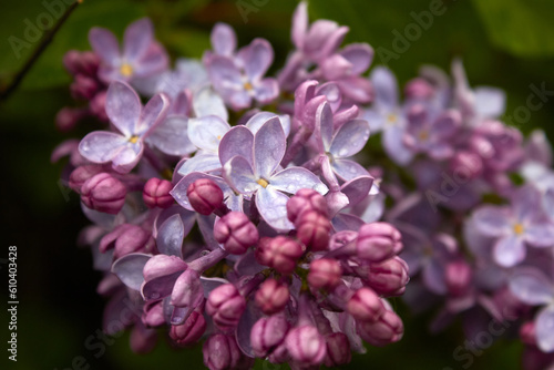 Macro photo of a blooming lilac branch in spring.