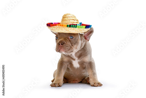 French Bulldog dog puppy with summer straw sombrero hat on white background